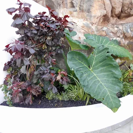 Casa Bamboo * Funchal (Madeira)